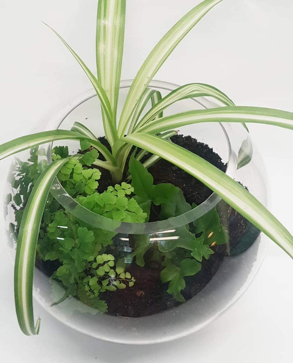 Terrarium Flower Room Wanganui